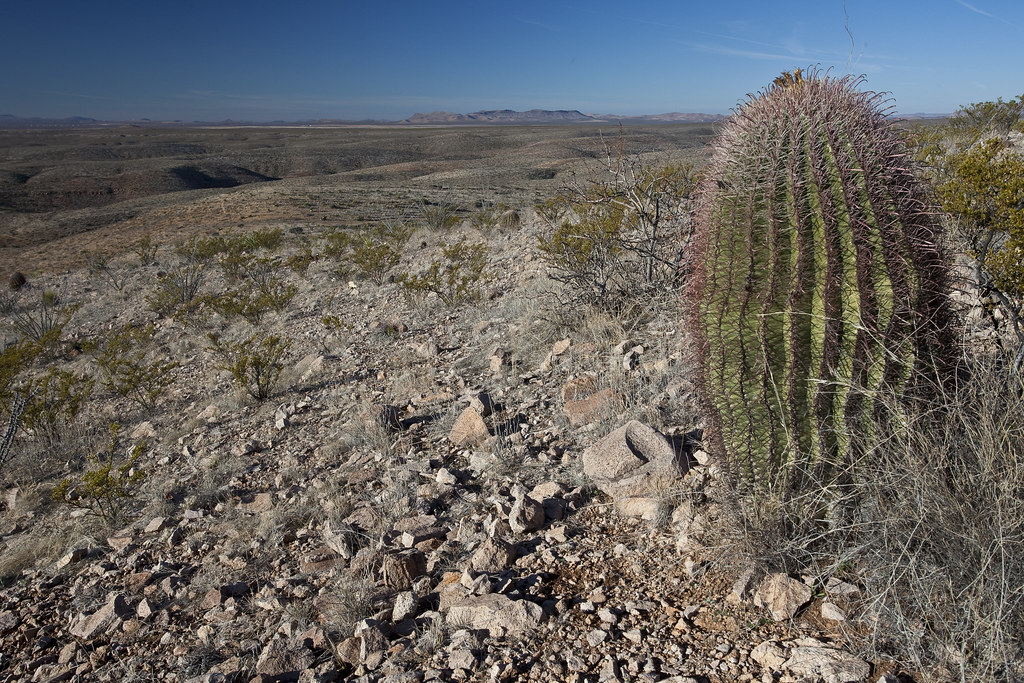 barrellcactus